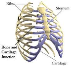 Allergies and Chiropractic - Austin Chiropractic - Dr. James Lee