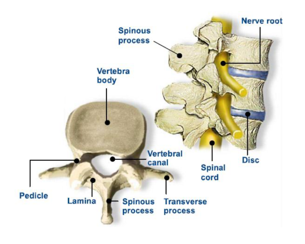 Herinated Disc and low back pain with Chiropractic treatments